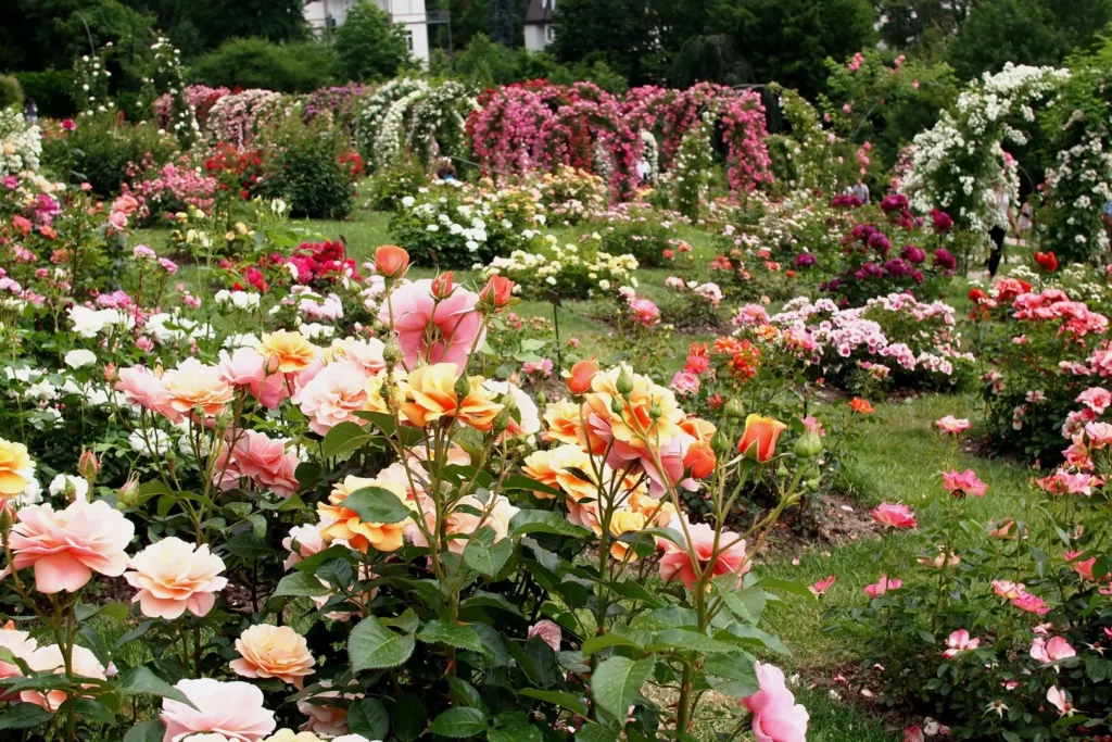 Baden Baden Rosengarten / Baden Baden rose garden