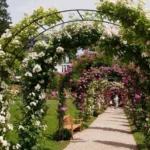 Baden-Baden rose garden