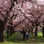 Schwetzingen. Cherry blossom garden